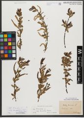 Foto von Salix triandra subsp. amygdalina (L.) Schübl. & G. Martens